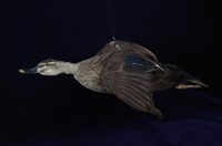 藏品(花嘴鴨)的圖片